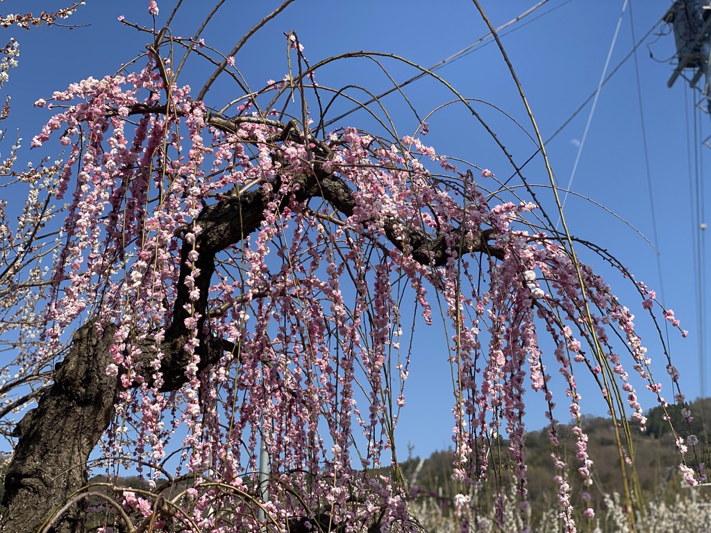 163 梅香る2月 曽我梅林へ行く | 二宮団地