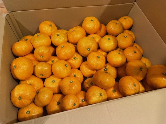 214 みかん狩り | 二宮団地