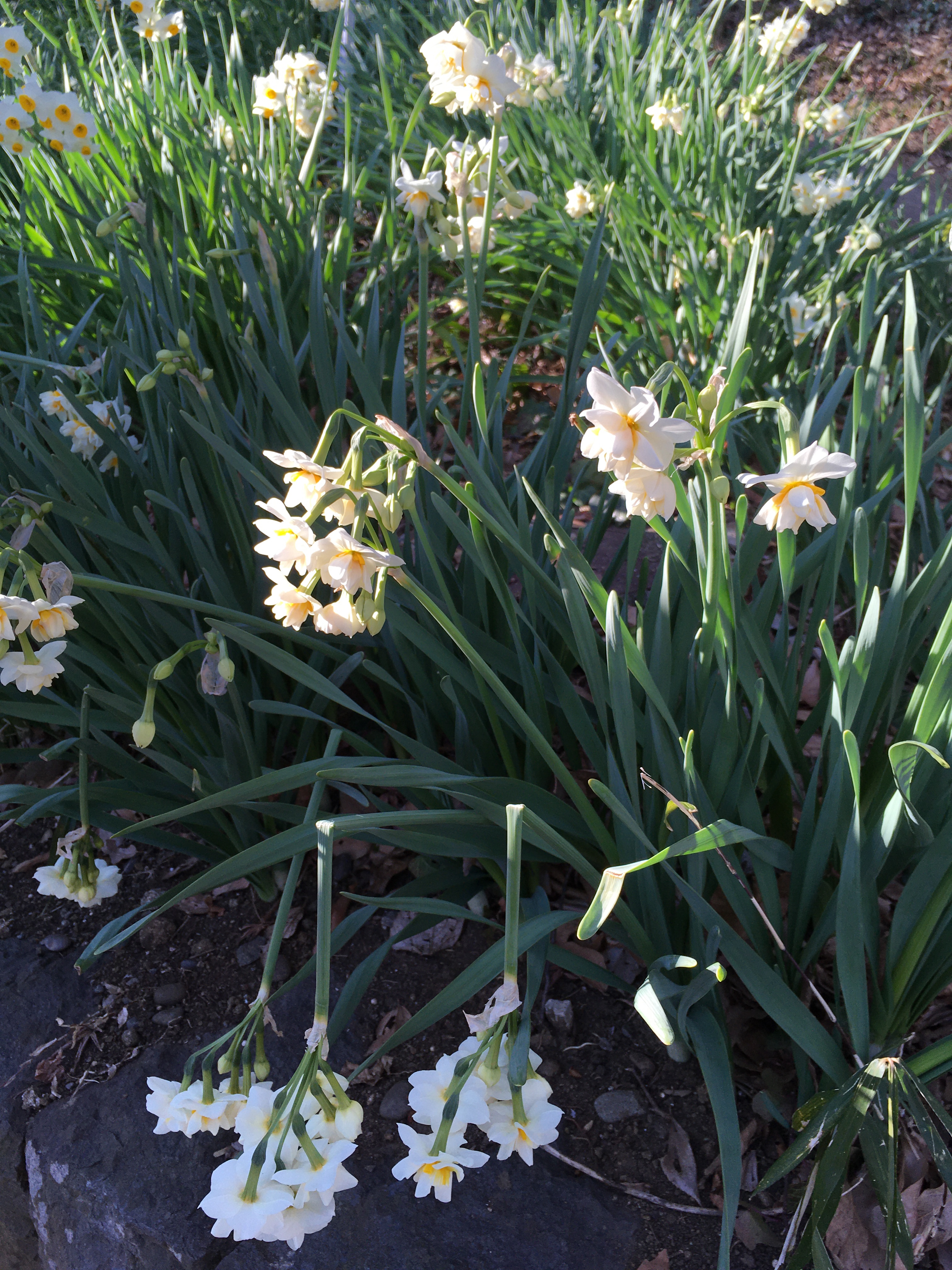 90 菜の花ウォッチングと雛の吊るし飾り展 | 二宮団地