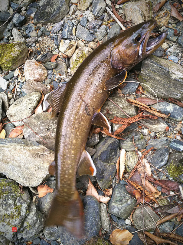 渓流の主 ヌシ いわき市 貝泊写真館日記