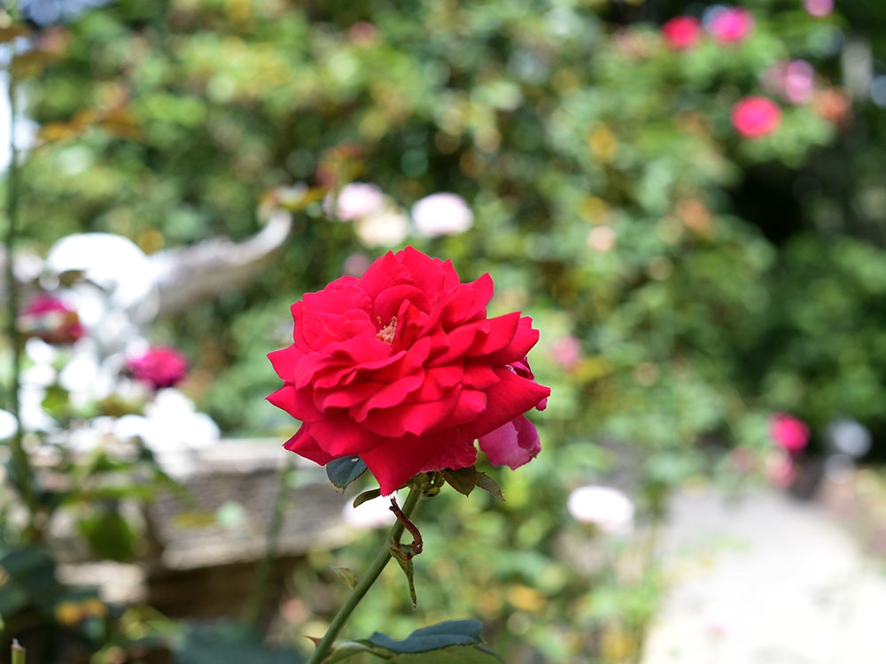 ブライダルタウン・コリーナ PHOTO ASK & ブログ貝泊写真館日記