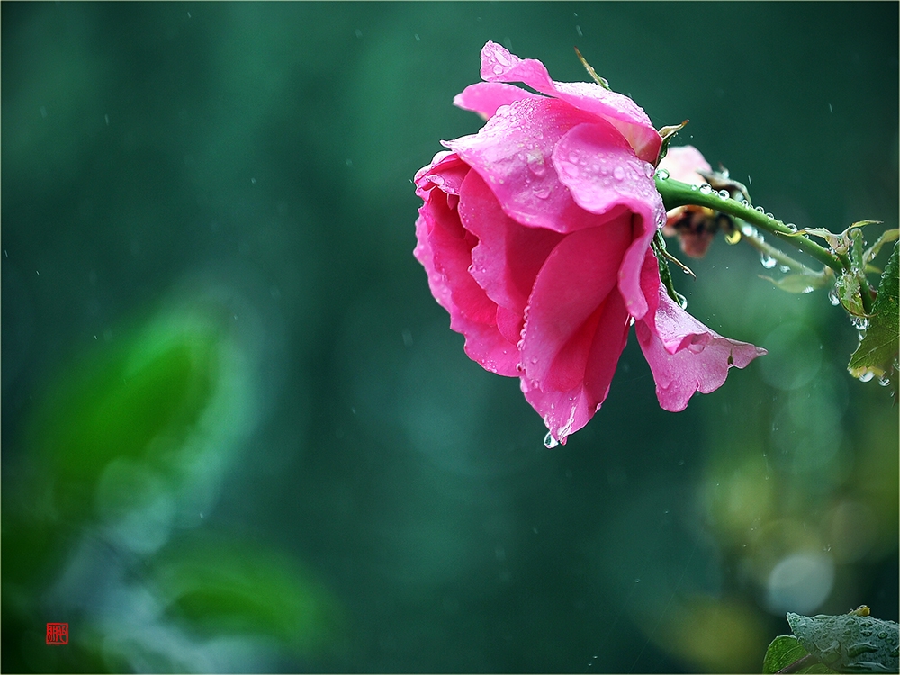 薔薇・雫。 | PHOTO ASK ＆ ブログ貝泊写真館日記