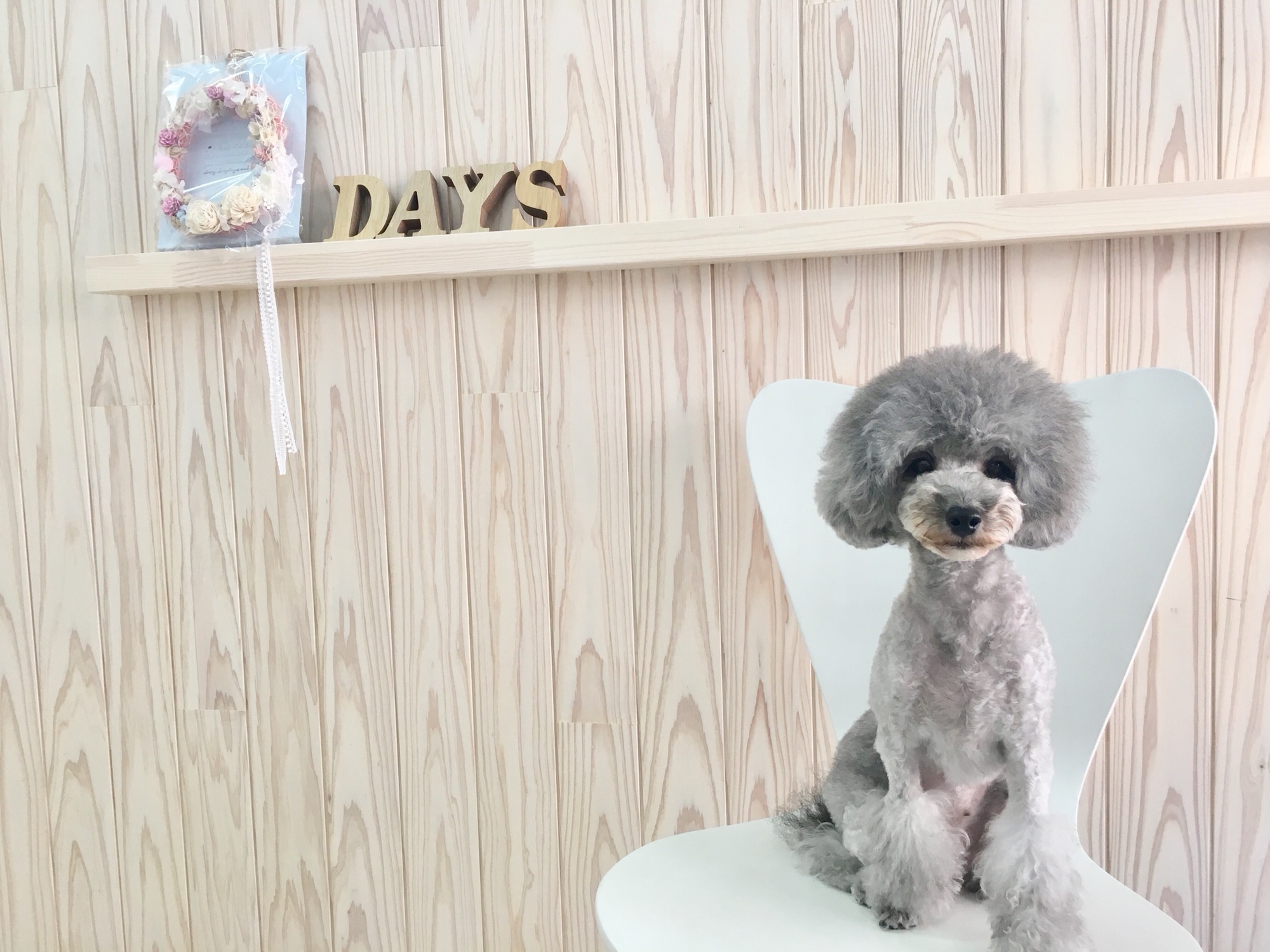 dog styling salon Day’s