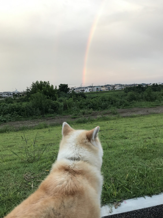 里親募集 家族を待っている子たち Akitainu Rescue