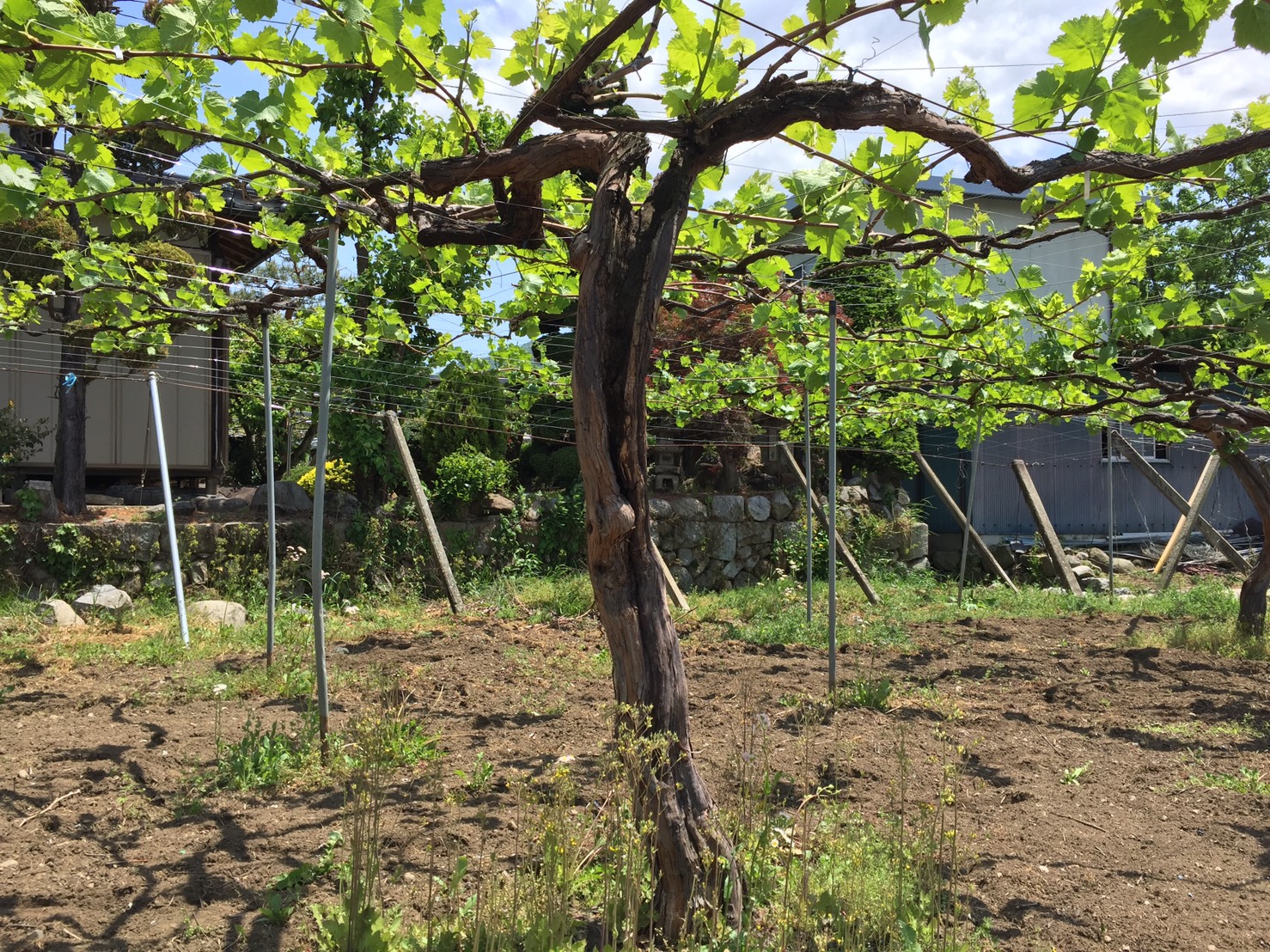 樹齢60年を越える古木 | 前田龍珠園 自家栽培葡萄ワイン