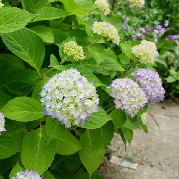 紫陽花3種 日々のあれこれ 紫陽花3種 日々のあれこれ