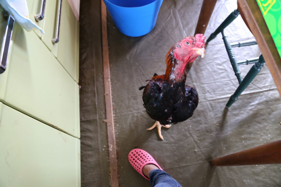 動物病院へ 闘鶏で傷つき捨てられた鶏達に生きる場所を下さい