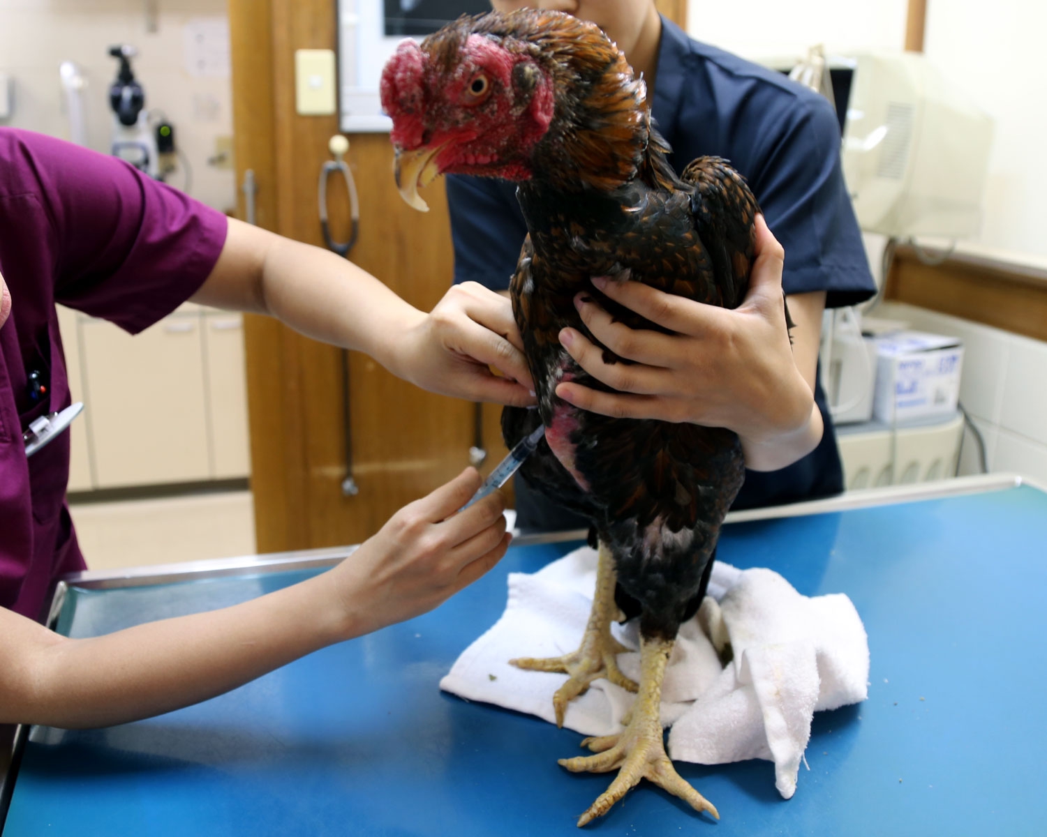 動物病院へ 闘鶏で傷つき捨てられた鶏達に生きる場所を下さい