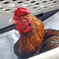 鶏の寿命平均十年だって 闘鶏で傷つき捨てられた鶏達に生きる場所を下さい