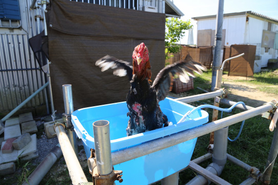 今日のクックハウス 闘鶏で傷つき捨てられた鶏達に生きる場所を下さい