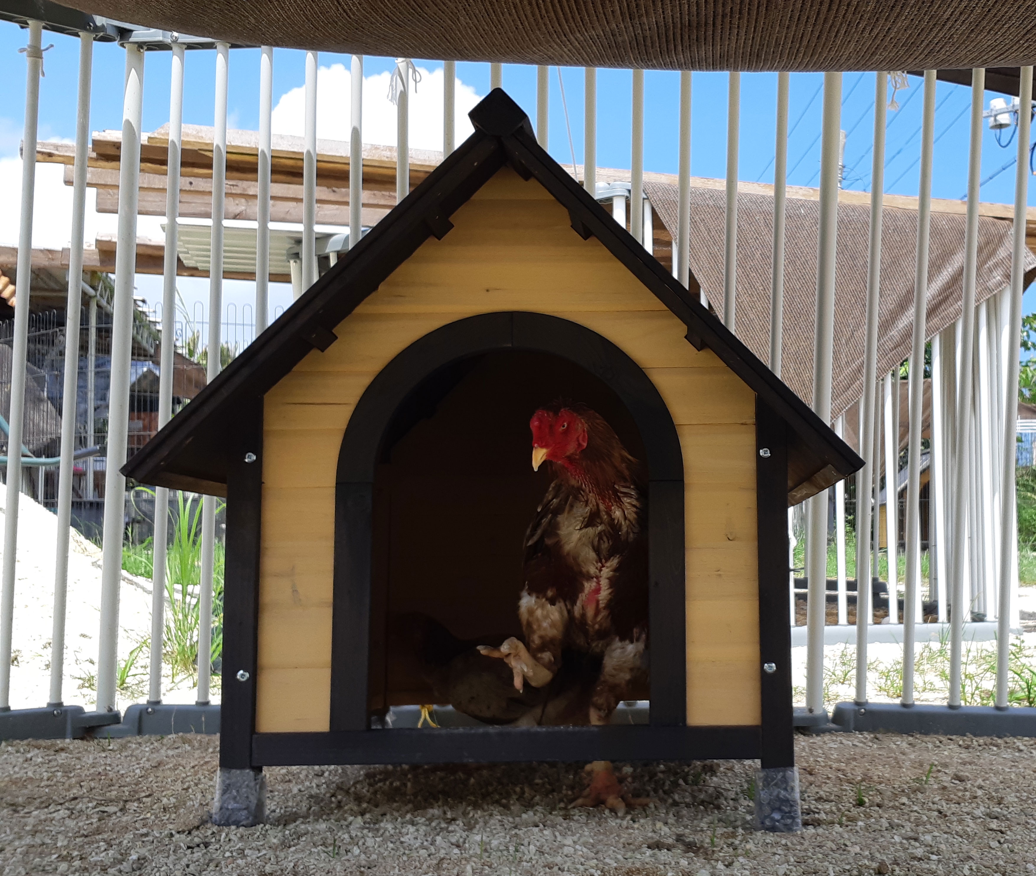 気がつけば週末。。。 闘鶏で傷つき捨てられた鶏達に生きる場所を下さい