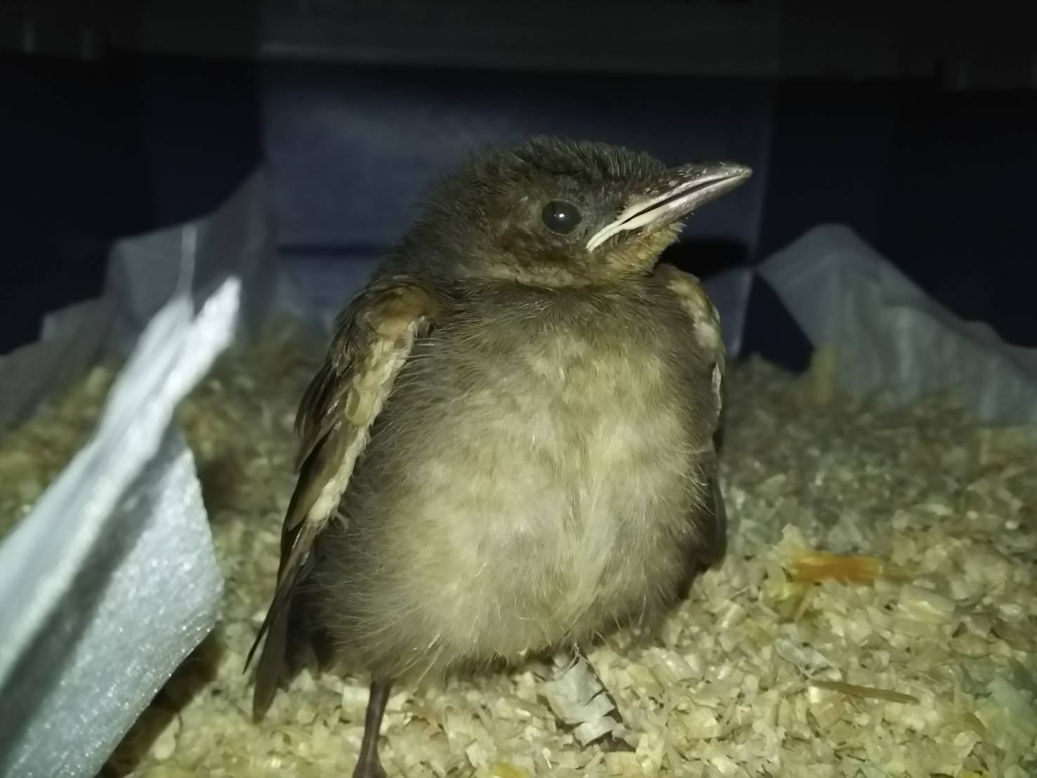 野鳥のヒナの事 | 闘鶏で傷つき捨てられた鶏達に生きる場所を下さい