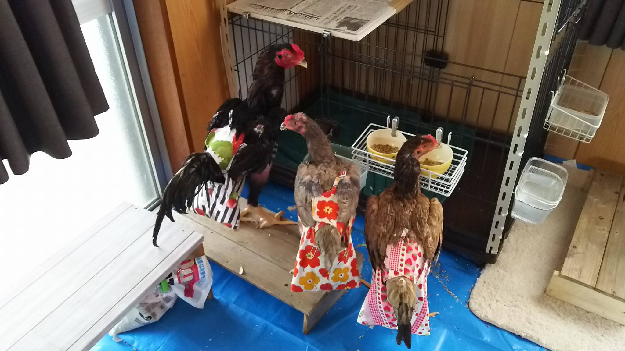 鳥用品 トリトレット 鶏用オムツ バードスーツ 【公式通販】