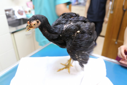 動物病院へ 闘鶏で傷つき捨てられた鶏達に生きる場所を下さい 動物病院へ 闘鶏で傷つき捨てられた鶏達に生きる場所を下さい