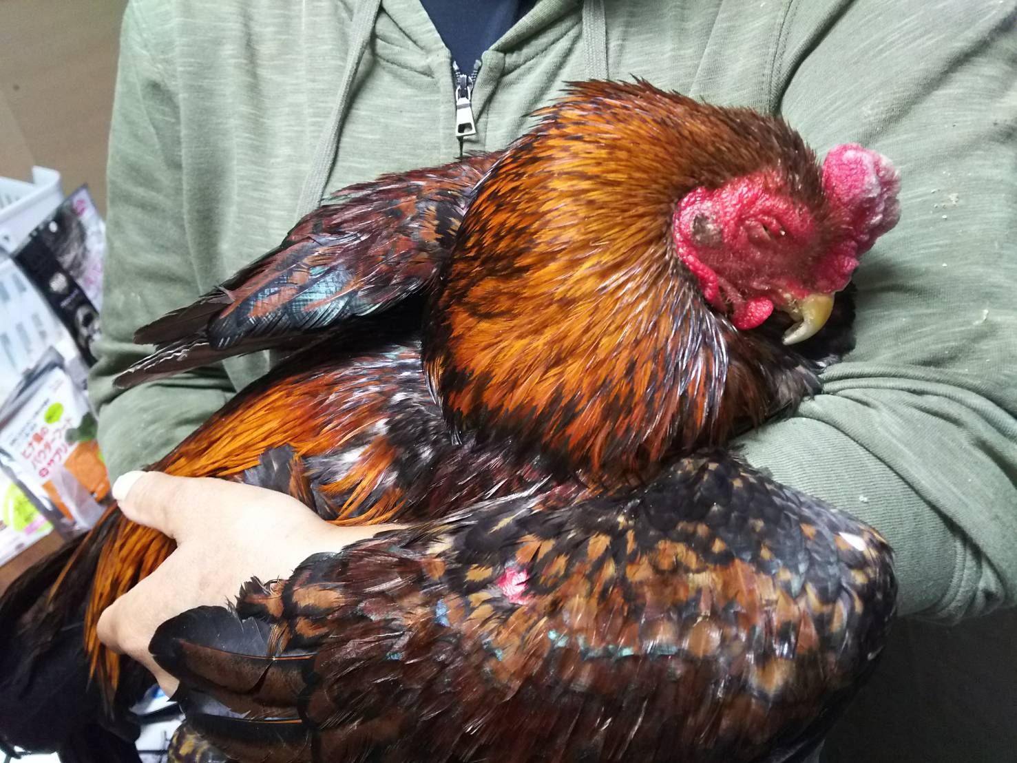 マルの病気 | 闘鶏で傷つき捨てられた鶏達に生きる場所を下さい