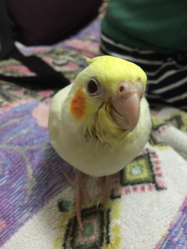 Animal A Horse Native To Hkd