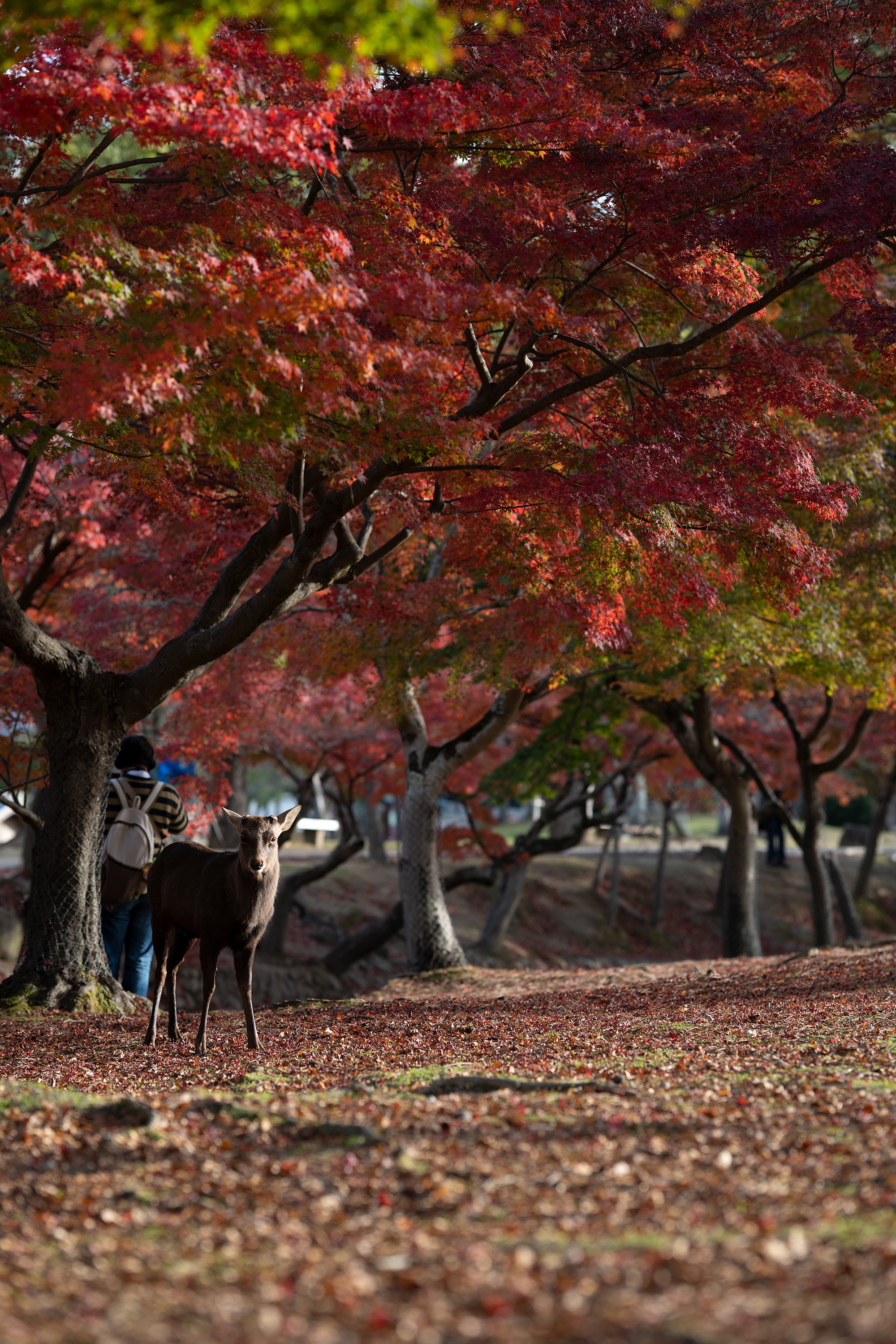 鹿と紅葉 NT-79