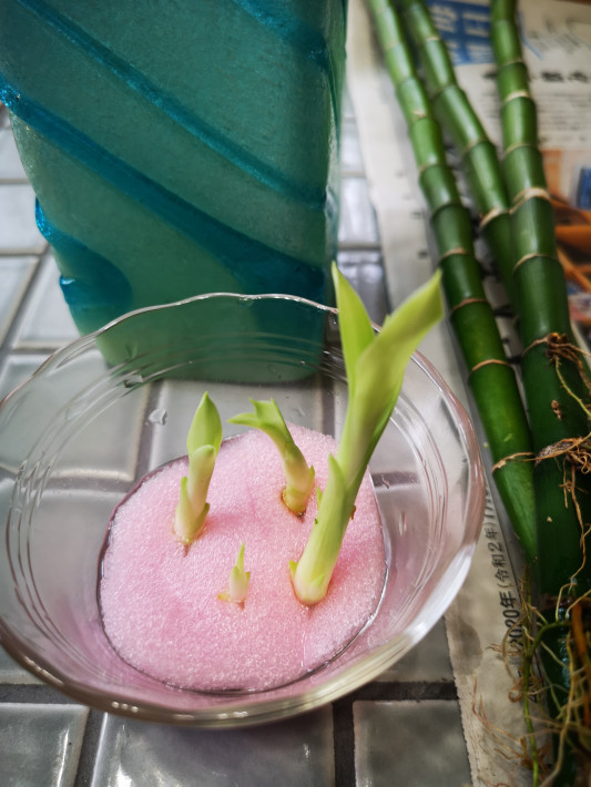 我が家の縁起物ミリオンバンブーの新芽を株分け 大切に育み中 大阪北摂 風水鑑定士 整理収納士 松元広美