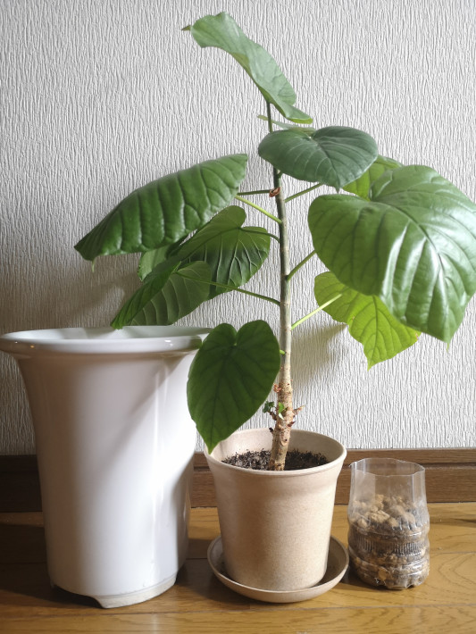 観葉植物をひとまわり大きな器に植え替え 新陳代謝で良い気の流れ 大阪北摂 風水鑑定士 整理収納士 松元広美 観葉植物をひとまわり大きな器に植え替え 新陳代謝で良い気の流れ 大阪北摂 風水鑑定士 整理収納士 松元広美