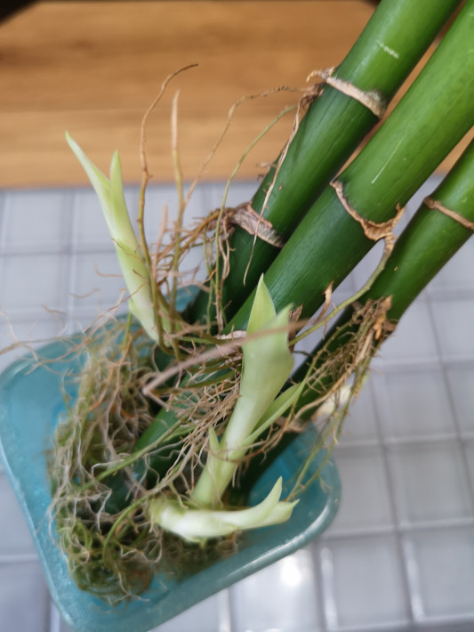 我が家の縁起物ミリオンバンブーの新芽を株分け 大切に育み中 大阪北摂 風水鑑定士 整理収納士 松元広美