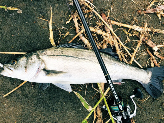 復活のs Tono S Fishing
