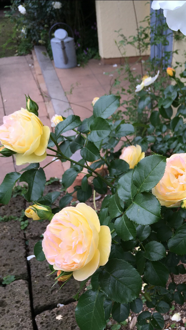 バラ満開 The Roses Are In Full Bloom La Vie Est Belle