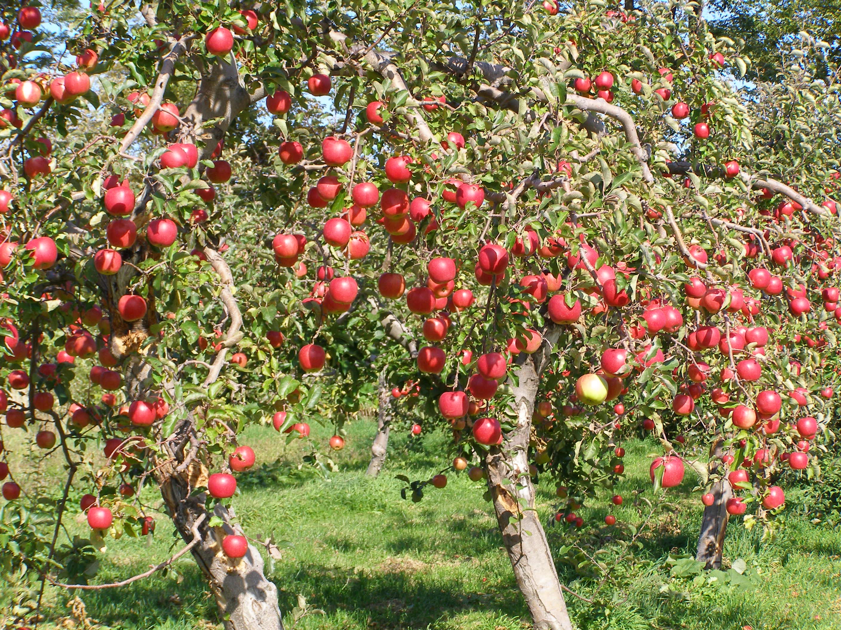 清久果樹園とは 北海道余市町の果物直送します！清久果樹園