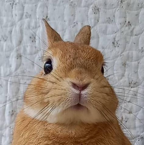 うさぎカフェ