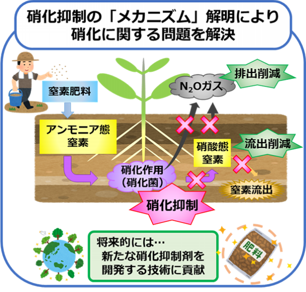 プレスリリース] 植物由来の物質が土壌中の硝化を抑制する分子