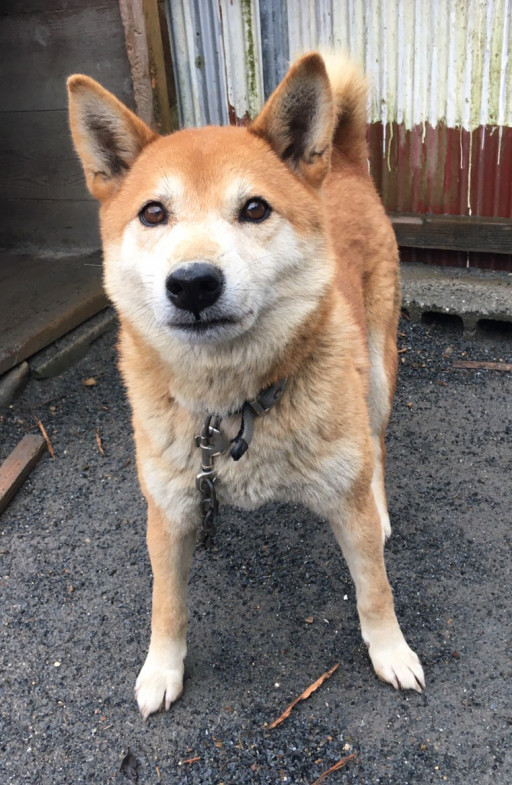 里親募集 犬 男の子 ページ1 災害時ペット捜索 救助 チームうーにゃん