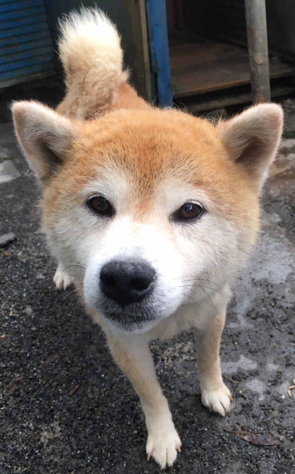 小太郎 柴犬 災害時ペット捜索 救助 チームうーにゃん