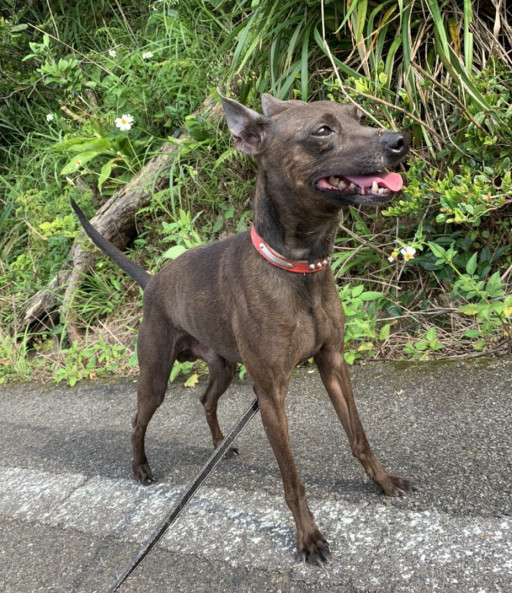 里親募集 犬 男の子 ページ2 災害時ペット捜索 救助 チームうーにゃん