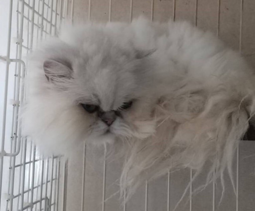 里親募集 猫 女の子 災害時ペット捜索 救助 チームうーにゃん 里親募集 猫 女の子 災害時ペット捜索 救助 チームうーにゃん