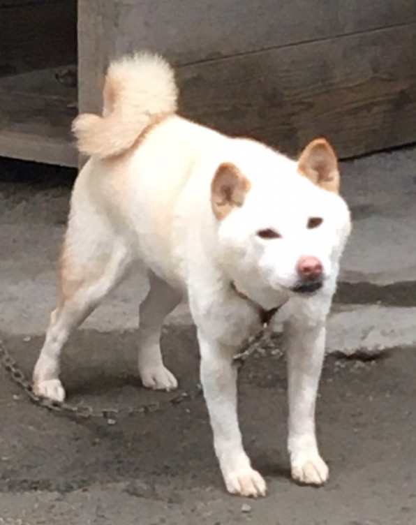 ララ ミックス中型犬 災害時ペット捜索 救助 チームうーにゃん