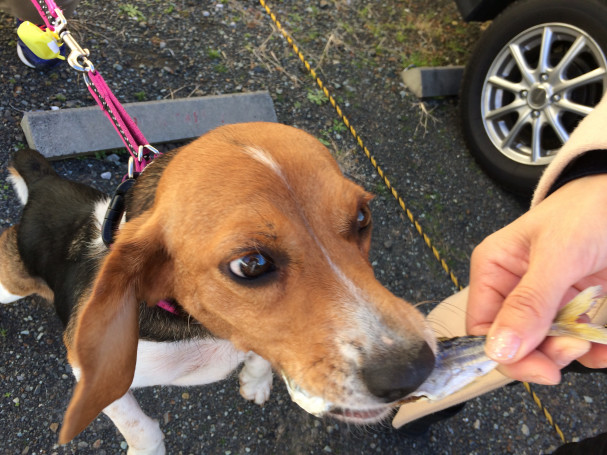 With Dog 伊勢えびカレーのebiya Cafe Kamogawa 公式