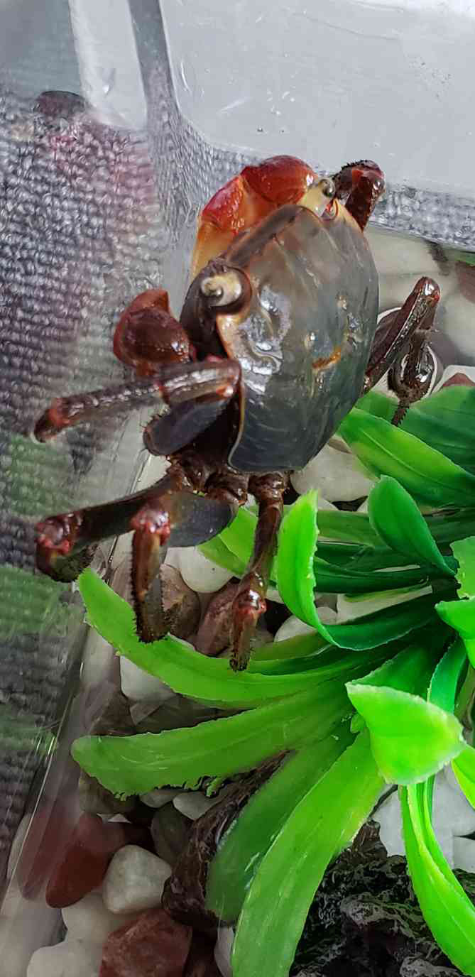 孫のカニを世話しているのは ばあばです 天神前 すきしゃぶ亭 孫のカニを世話しているのは ばあばです 天神前 すきしゃぶ亭