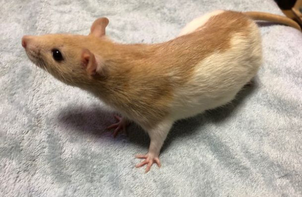 ファンシーラット品種紹介 ベージュ フーデット 福岡市ファンシーラット愛好会 ー Fukuoka City Fancy Rat Club