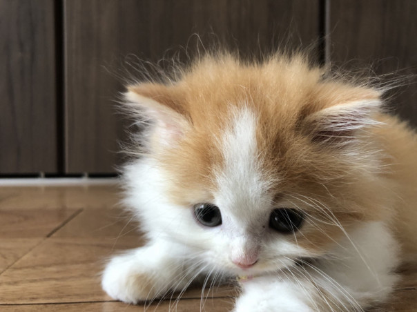 販売可能な子猫ちゃん 癒しの空間lemon Grass宮城県東京都猫専門ブリーダー