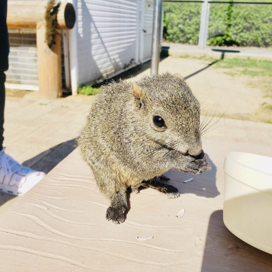 ふれあいの里 リス園 Henri Review Blog