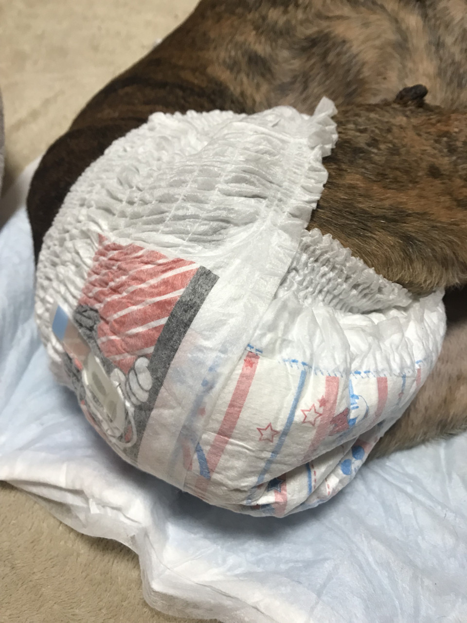 犬の介護 おむつ事情 Dog Care Muu 犬の介護 おむつ事情 Dog Care Muu