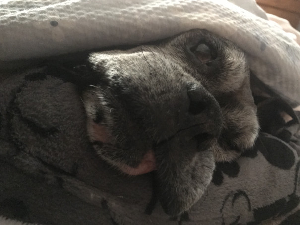 犬の介護 おむつ事情 Dog Care Muu 犬の介護 おむつ事情 Dog Care Muu