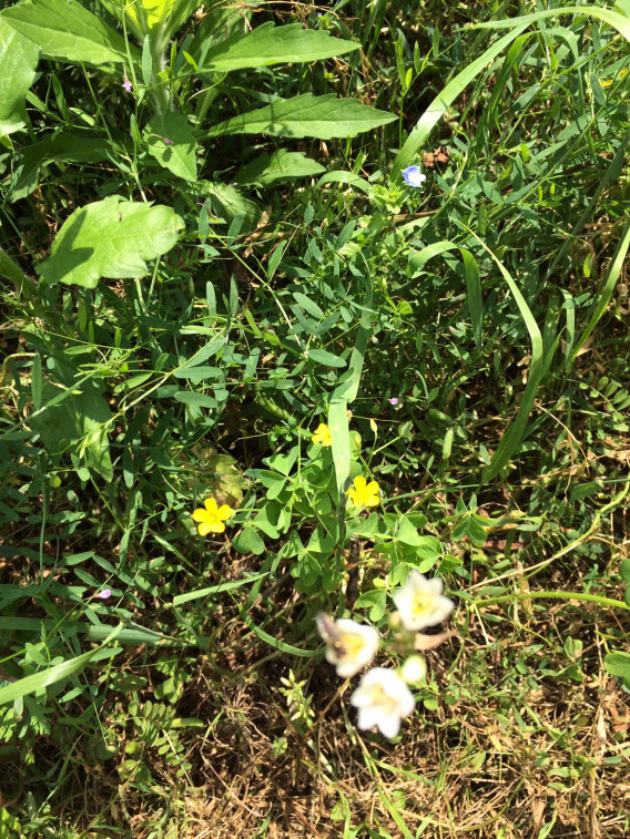 花と虫 おかわりの会