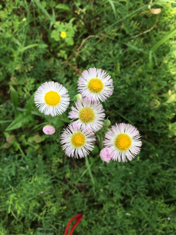 花と虫 おかわりの会 花と虫 おかわりの会