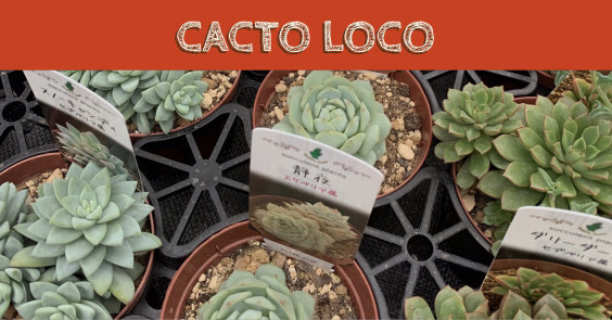 入荷情報 多肉植物 カクト ロコ Unica 栽培と販売の小さなビニールハウス 入荷情報 多肉植物 カクト ロコ Unica 栽培と販売の小さなビニールハウス