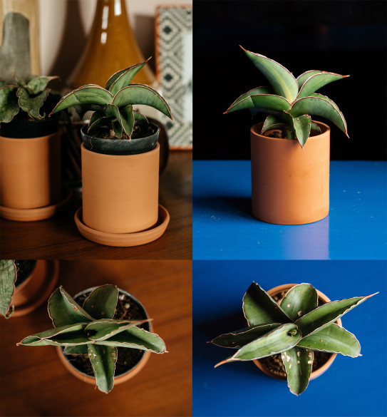 サンセベリア ロブスタ M S Ownd