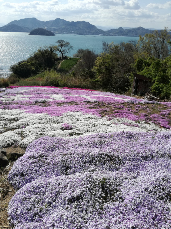 観光 志々島 公式サイト