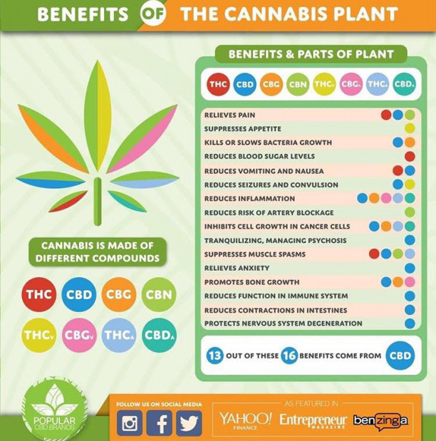 大麻の風味でわかる 効き目の違い Real Cannabis Magazine