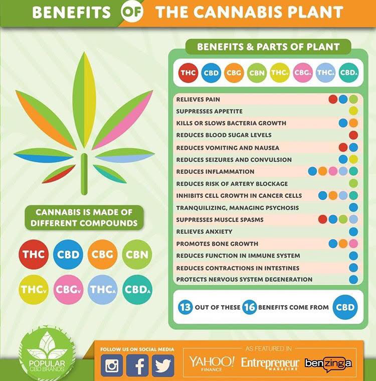 大麻の風味でわかる 効き目の違い Real Cannabis Magazine 大麻の風味でわかる 効き目の違い Real Cannabis Magazine