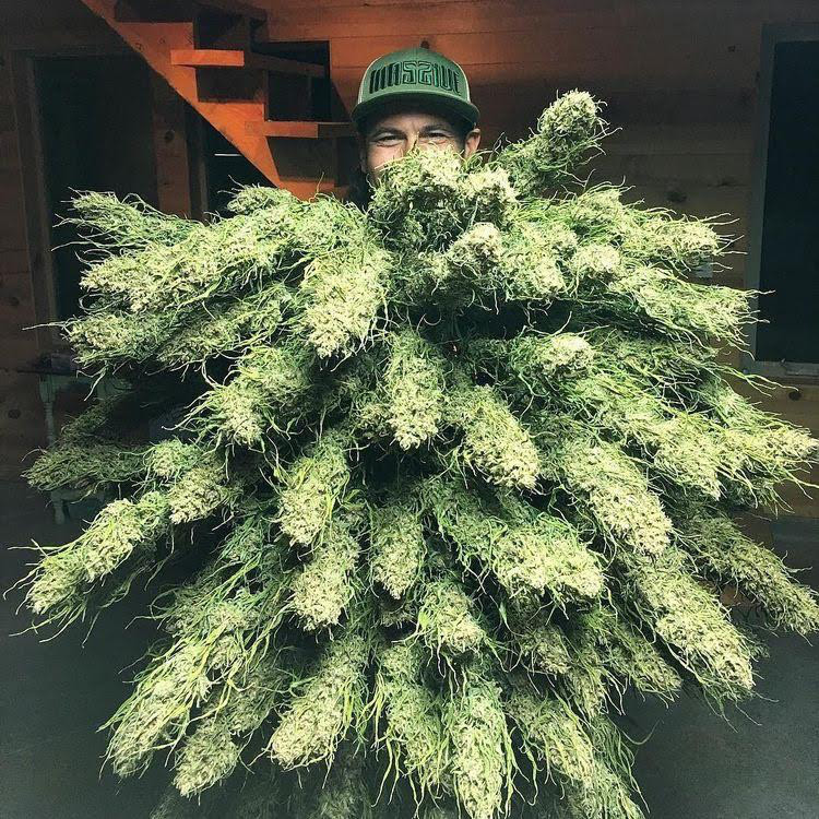 大麻の品質 Real Cannabis Magazine 大麻の品質 Real Cannabis Magazine