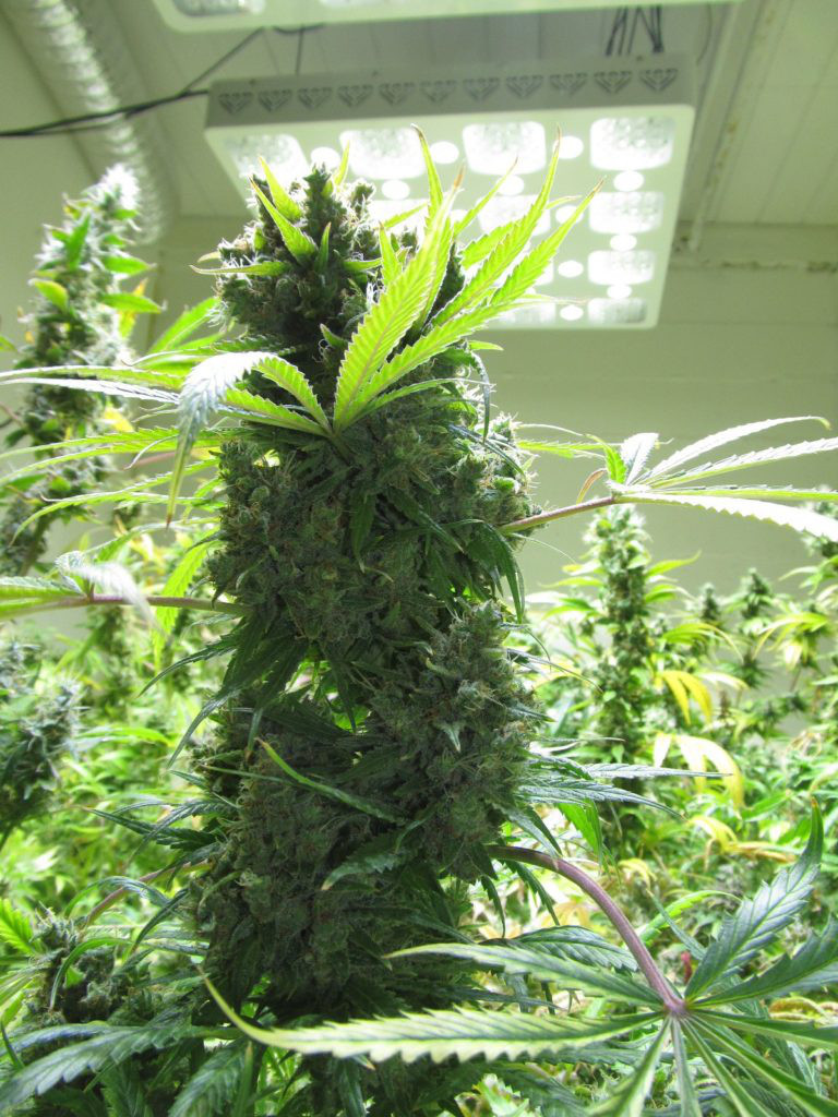 Cbd原料 大麻栽培 Real Cannabis Magazine Cbd原料 大麻栽培 Real Cannabis Magazine
